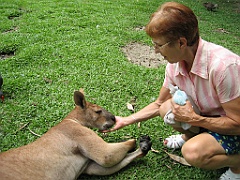 091 Port Douglas Wildlife Habitat